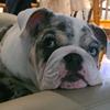 otis_the_bulldog_