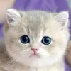 thekitty_saga