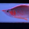 arowana.st2