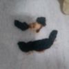 artem_gr69