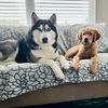 maverickandkoda