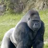 bigfngorilla