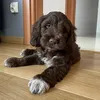 charles_thecockapoo