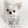 chihuahuadesminisboss