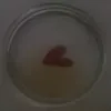 nivek_peter