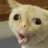 cinnorollee
