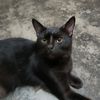 luna_735927623
