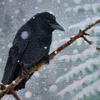 wintercrows4