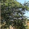 fahad5633t