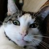 aristocat94