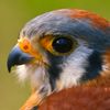 falconsherr