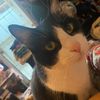 tigerlilie4
