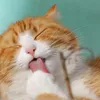 kitty888176
