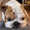 layla_mini_bulldog