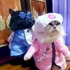 dentist_cats