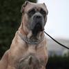 canecorso_tyson