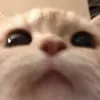 alsyoosrl