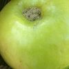 ripeapplepipe