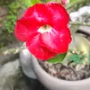 nguyenbinh532