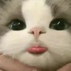 gutsuuh