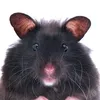 black.hamster3