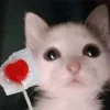 bo_bo_ca