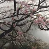 haiaimka