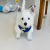 thunderwestiedog