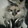 obvhassan3