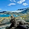 briardbeardielove
