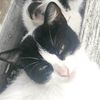 temporarcatt23