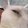cookie___opa