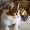 brigida_romano