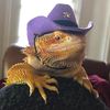 mountain_lizzard