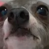 falangeeflop