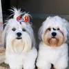 ninaetheolhasaapso