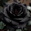 umanzorvalentina