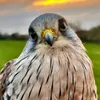 Molko the Kestrel 🪶