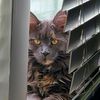 mileenathemainecoon
