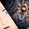1h8spiders