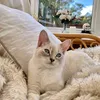 oscar_and_ivy