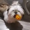 pipishihtzu