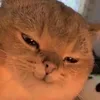 nyanhype3