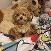 bear_the_mutipoo