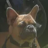 franzoesischebulldog