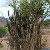 cactaecaete