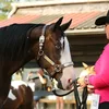 jen.horses4