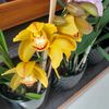 orquideal1