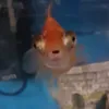 samicoolboy5