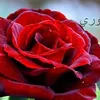 aom_ali79